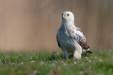 Mäusebussard an einem Seeufer im April