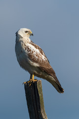 Mäusebussard an einem Seeufer im April