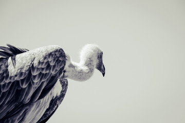 Vautour, oiseau, rapace, animal, sauvage, nature