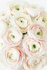 Bouquet of a lot of ranunculus pink color close up. Flat lay, top view. Ranunculus flower texture. 