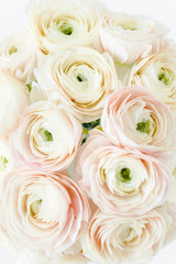 Bouquet of a lot of ranunculus pink color close up. Flat lay, top view. Ranunculus flower texture. 