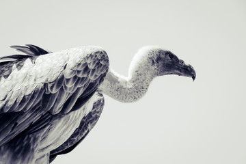 Vautour, oiseau, rapace, animal, sauvage, nature