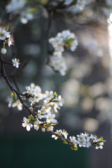 white flowers in spring