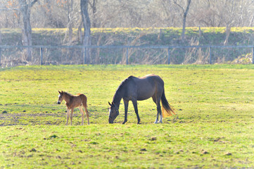 Obraz premium 親子馬