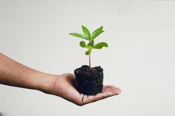 Trees and tree planting White background