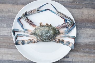Raw material of sea crab on a white plate