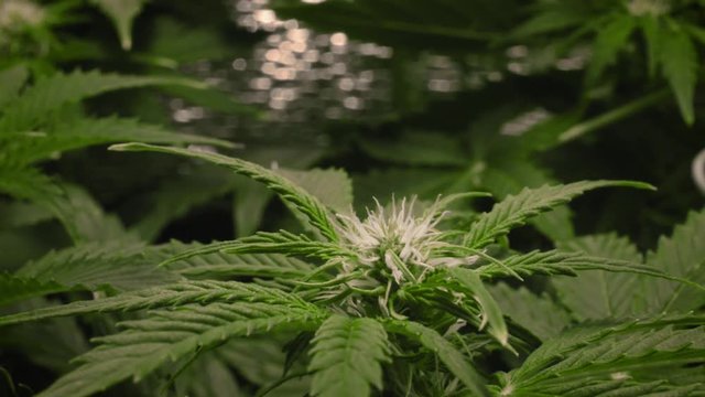 young cannabis flower macro view. camera slow movement down the branch