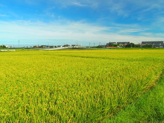 夏の実りの田圃風景
