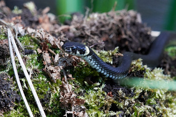 Grass snake (Natrix natrix)