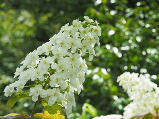 White Hydrangea Flower in Garden