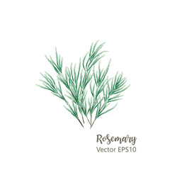 Watercolor  of rosemary. Isolated eco natural herbs illustration on white background. Vector illustration EPS10