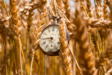 Antique pocket watch in dry wheat field