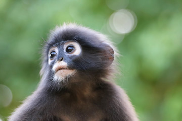 Close-up of the face of monkey or Dusky Langur with green nature