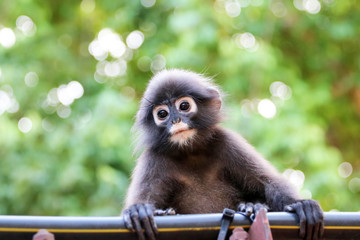 Close-up of the face of monkey or Dusky Langur with green nature