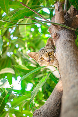 Cute tabby Kitten Relaxing on top of Tree.