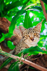 Cute tabby Kitten Relaxing on top of Tree.