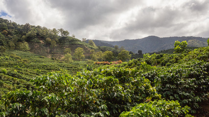 Fototapeta na wymiar cafetan fields in the Orosi Valley in Costa Rica