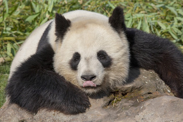 Obraz premium Relaxed giant panda resting on a rock.