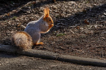 Gray-red squirrel walks through the spring park and looks for food. Sunny spring day.