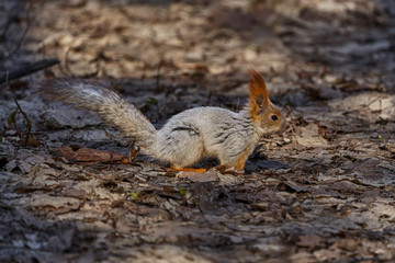 Gray-red squirrel walks through the spring park and looks for food. Sunny spring day.