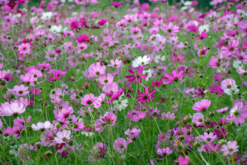 Fields of cosmos flowers blooming in park