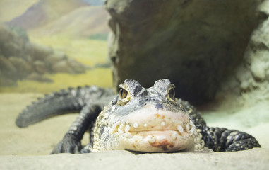 Crocodile lying on the riverbank with close mouth
