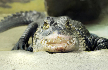 Crocodile lying on the riverbank with close mouth