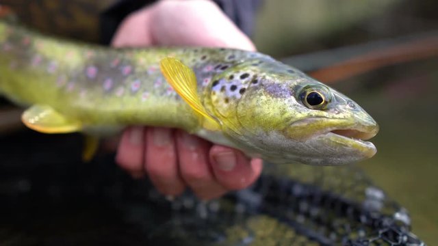 4k close up trout while Fly Fishing in a small stream in Switzerland catching brown trout (Salmo Truta Fario). Sustainability and nature pleasure time outdoors enjoyment concept.