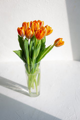 Spring orange tulips in a bunch on white