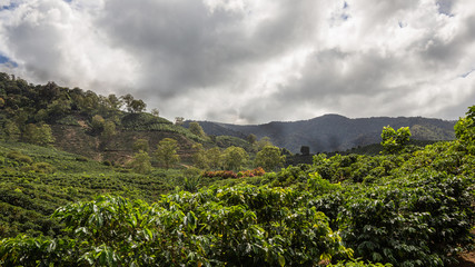 Naklejka premium cafetan fields in the Orosi Valley in Costa Rica
