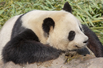 Relaxed giant panda resting on a rock.
