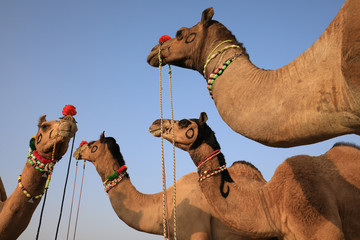 Decorated camels at the Pushkar Camel Fair, Rajasthan, India