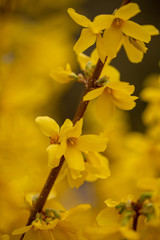 Obraz premium Closeup of forsythias flowers against blurred golden petals