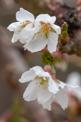 Obraz premium White Cherry Blossoms