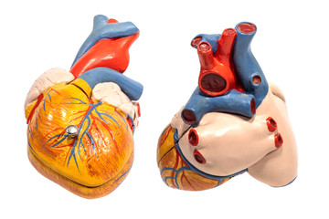 Front and back human anatomy heart plastic model isolated on white background.