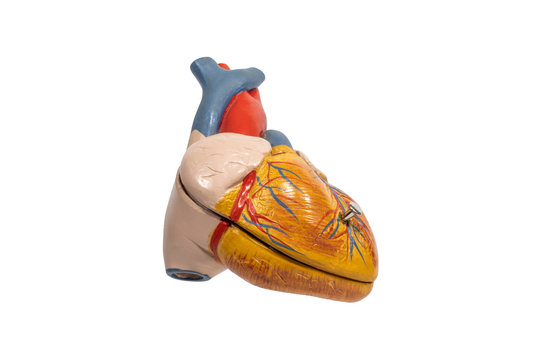 Human anatomy heart plastic model isolated on white background.