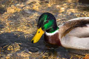 Ente im Wasser