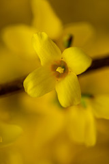Extreme Closeup of Forsythias Flower in Full Blossom