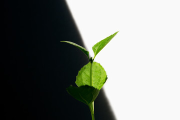 Fototapeta na wymiar Green leaves plant growing up in light and shadow background.