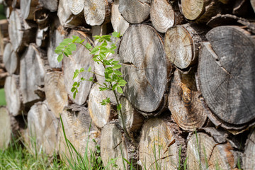 Esche im Holzsteher