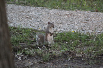 Squirrel In A Park 