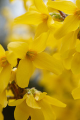 Closeup of golden bells forsythias flowers