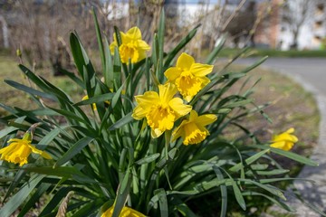 Daffodil in City