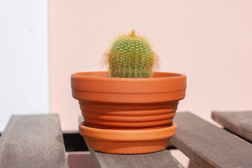 Cactus plant in a vase on a table outdoor