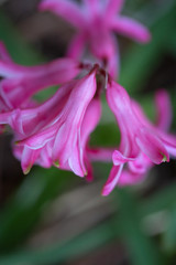 Pink Hyacinth Flowers Blooming in the Spring Garden
