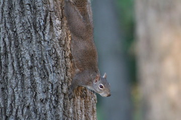 Naklejka na ściany i meble Squirrel On Tree 