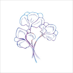 Color illustration of iris flowers in hatching style.