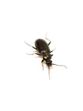 The small shiny ground beetle Loricera pilicornis with bristly antennae
