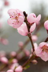 Peach blossoms and branches close-up