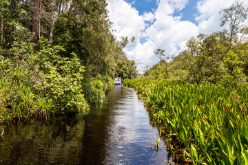 Tanjung Puting National Park, Borneo, Indonesia: peaceful navigation on the black water heading to Camp Leakey, the most famous feeding station for Orangutans inside the park © giusparta